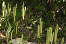 �q�J�Q�m�J�Y���H