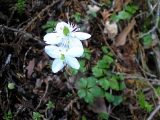 �o�C�J�I�E����