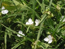 �����T�L�c���N�T�̔�