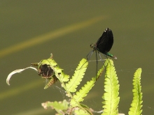 �A�I�n�_�g���{