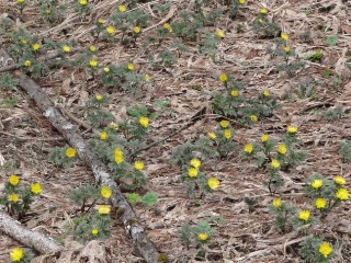 �t�N�W���\�E