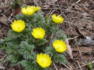 �t�N�W���\�E