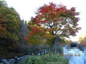 �����炬�X��