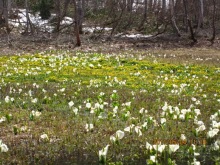 �~�Y�o�V���E�ƃ����E�L���J