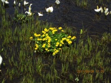 �����E�L���J