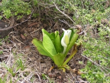 �܂��撣���č炢�Ă����~�Y�o�V���E