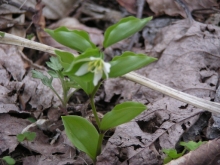 �`�S�����i��_�Ƀ{�P�{�P�E�E�j