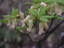 �E�X�M���E���N�H�i�c���K�l�c�c�W�H�j