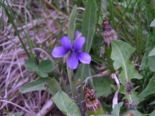 ���`��E�E�E�ȂɃX�~���H