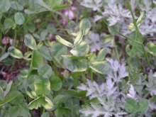 ������̃c���N�T�������ς�