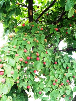 ���}�{�E�V�̎�