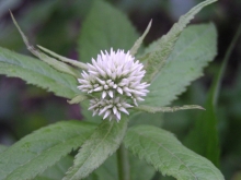 �q���h���o�i�H