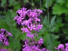 ���V�g���i�f�V�R