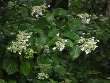 ���}�A�W�T�C�H