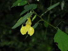 �L�c���t�l