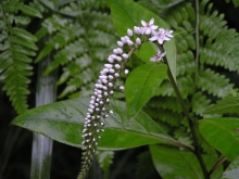 �I�J�g���m�I