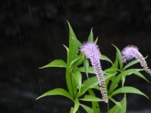 �N�K�C�\�E