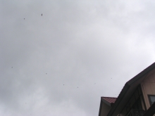 �C���c�o��