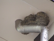 �C���c�o���̑�