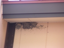 �C���c�o���̑�