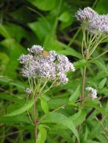 ���c�o�q���h��