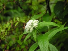 �q���h���o�i�H