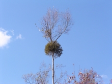 ���h���M