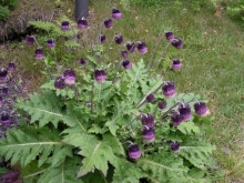 �t�W�A�U�~