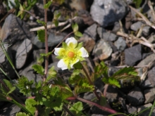 �w�r�C�`�S�H