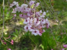 �n�����̎}�����